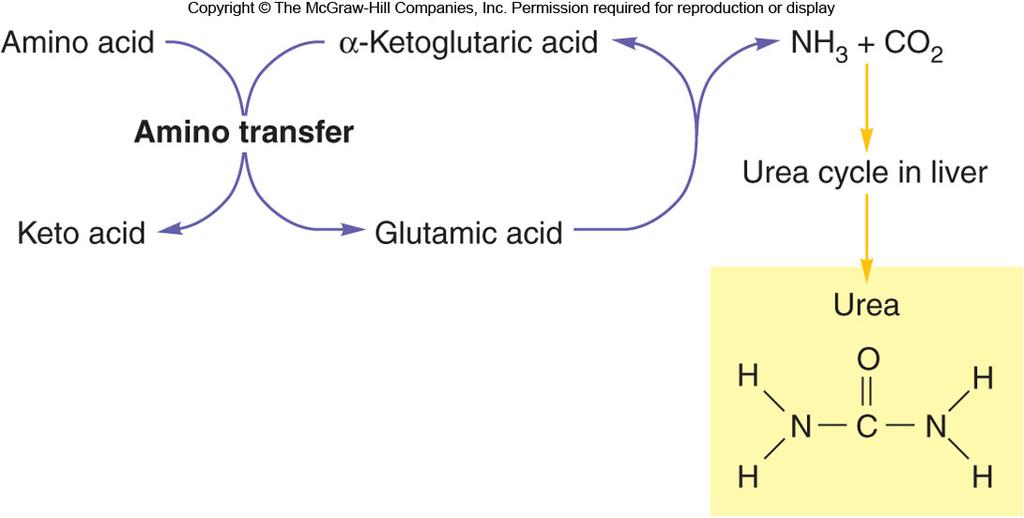 Transamination Oxidative Deamination If there are more amino acids than needed, the amine group can be stripped and excreted as urea in the urine.
