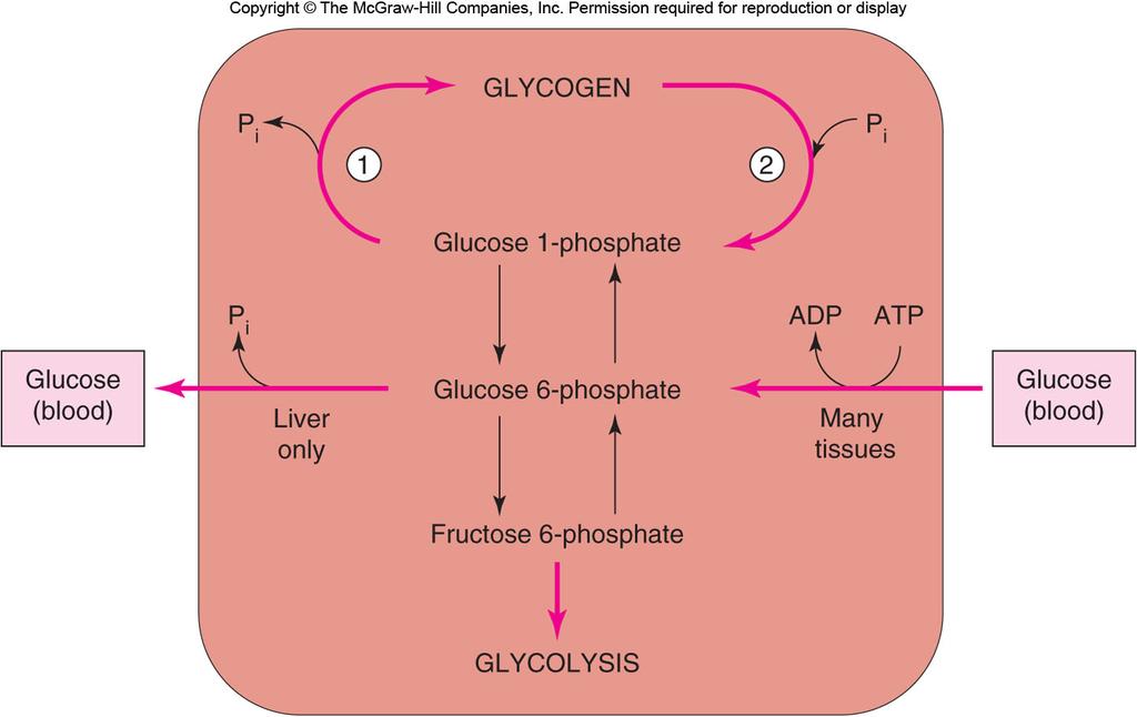 Lactic Acid Pathway Lactic Acid Pathway When there is no oxygen to complete the breakdown of glucose, NADH has to give its electrons to pyruvic acid.