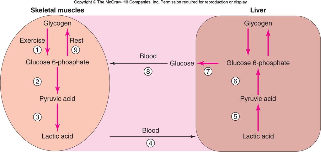 Glycogenolysis in the Liver Glucose from glycogen is in the form glucose 1-phosphate, so cannot leave muscle or heart cells.