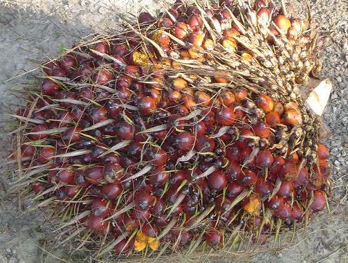 Sludge: 45-55 % Palm kernel Oil: 5 %