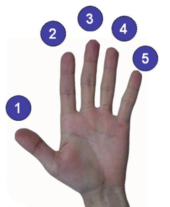 Range of motion decreases as age increases and disease state appears. Figure 1. Hand dimensions for 3 rd percentile female compared to 97 th percentile male. The device is secure in users hands.