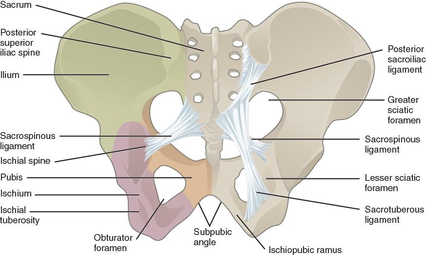 OpenStax-CNX module: m47993 4 Ligaments of the Pelvis Figure 3: The posterior sacroiliac ligament supports the sacroiliac joint.