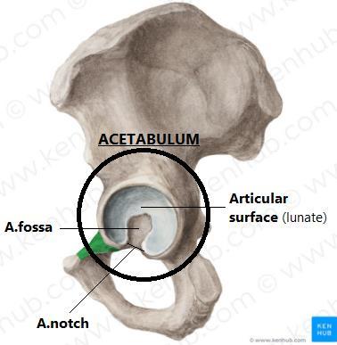 articular surface/lunate is smooth with hyaline cartilage to articulate with