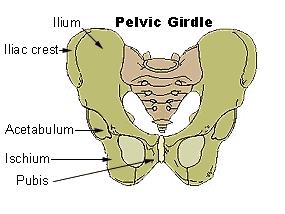 Anatomy lab Notes Lower limb bones :- Pelvic girdle: It's the connection between the axial skeleton and the lower limb; it's made up of one bone called the HIP BONE (unlike the shoulder girdle which