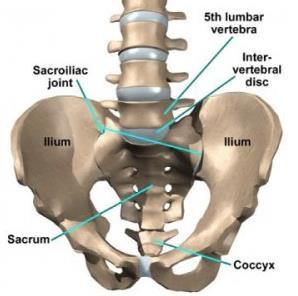 Posteriorly :- at the posterior region, the left and right hip bones don t connect directly, there is sacrum in between.
