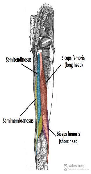 Popliteal Artery (it is so deep so you cant measure pulse) When you sit on a chair and you feel Numbness in your feet, it is caused by