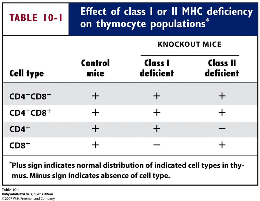 MHC-II will deliver the right signal (strength?) and instructs the cell to differentiate.