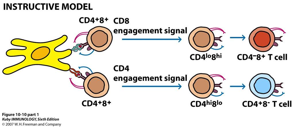 ) - pre-tα (surrogate chain) inducesβ-chain rearrangement (apoptosis of cells that fail to rearrange β chain correctly) -Expression of pre-tcr (surrogate α chain) -Expression of CD4 and CD8 (to form
