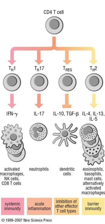 response where T cells proliferate and differentiate into effector and memory T cells.