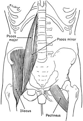 MUSCLES OPERATING SPINAL COLUMN Psoas Function: Singly: