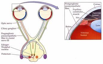 Central Projections of the Retina Pretectum & Pupillary Light Reflex The retina projects to four subcortical regions in the brain: ) Lateral Geniculate nucleus ) Superior Colliculus 3)