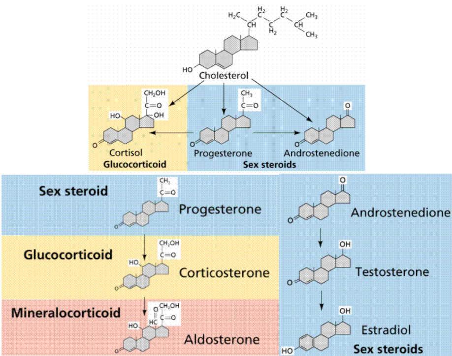 CLASS 1a: Steroid hormones receptors LIGANDS: Steroid hormones share a common basic cholesterol