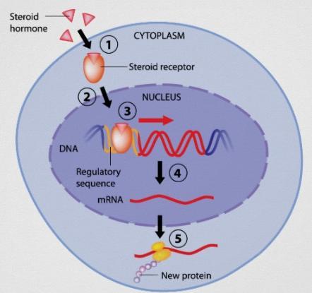 CLASS 1a: Steroid hormones receptors RECEPTORS: Steroid hormone receptors (SHR) are located into the cytoplasm.