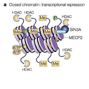 CLASS 1a: Steroid hormones receptors REGULATORY MECHANISMS: acetylation/deacetylation of histone proteins Histone deacetylases
