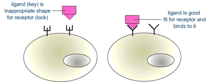 PRINCIPLES OF CELL SIGNALING Cells are communicating with each other by releasing soluble factors able to recognize and bind to their target cells.