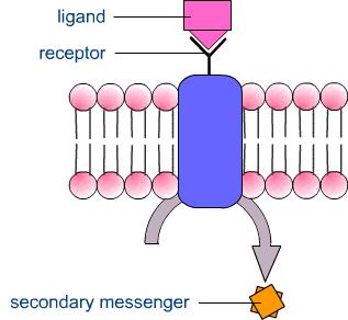 RECEPTOR The receptor is a regulatory macromolecule whose structure is complementary to a ligand, as well as a lock is complementary to a key Drug should have selectivity to a receptor Receptor