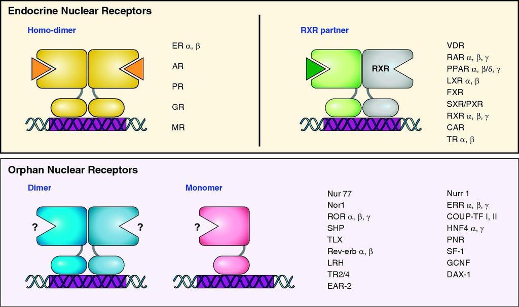 NUCLEAR RECEPTORS (NR) SUPERFAMILY 1. Endocrine receptors (ligands indentified) 2. Orphan receptors (unknown ligands) Nuclear receptor (NR) superfamily.