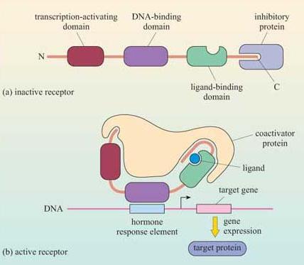 NUCLEAR RECEPTORS All nuclear receptors are structurally similar and present: - a TRANSCRIPTION-ACTIVATING DOMAIN, - a DNA-BINDING DOMAIN and - a LIGAND-BINDING domain.