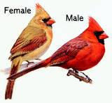 Sexual selection natural selection for mating success sexual dimorphism =marked differences between sexes in