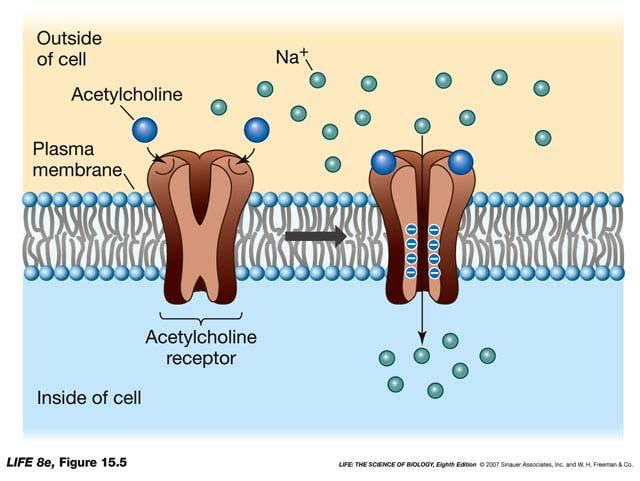 Signal transduction can involve ion transport across a membrane Opening of the acetylcholine receptor/sodium channel allows Na + to enter a muscle cell Flow of sodium changes the