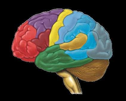 Adolescent Brain: The adolescent brain is not yet fully developed until the mid -20 s.