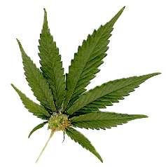Cannabinoids Common types Marijuana Hash Hash oil