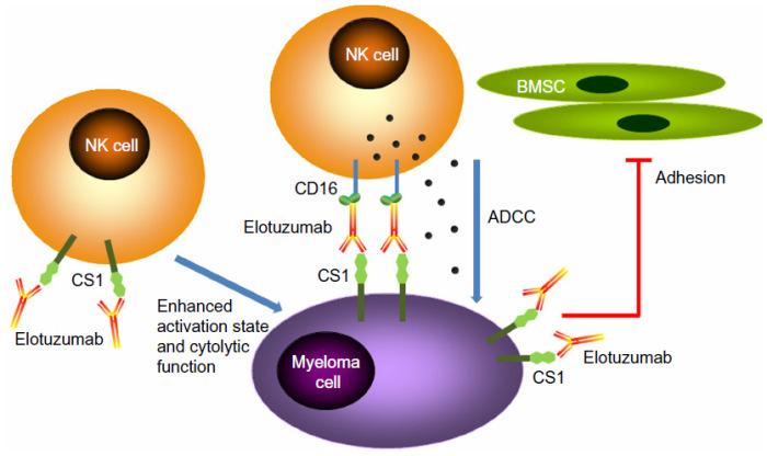 com/taskeen-mujtaba/2011/12/14/advances-in-theunderstanding-of-mechanisms-and-therapeutic-use-of-bortezomib/. Accessed 2/12/16 13 https://pharmacologyupdate.wordpress.com/category/multiple-myeloma/.