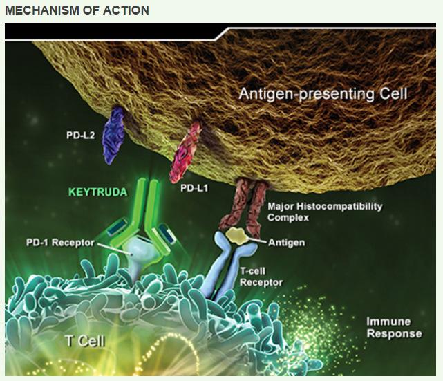 com/mm/mechanism-of-action 31 KEYTRUDA (pembrolizumab) Immune-Mediated Adverse Effects Rare immune-mediated side