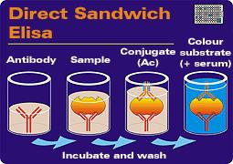 Apolipoprotein Measurement in Human Plasma Sandwich ELISA assay