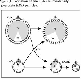 Formation of Small Dense LDL Transfer of TG from VLDL to LDL results in formation of TG rich LDL.