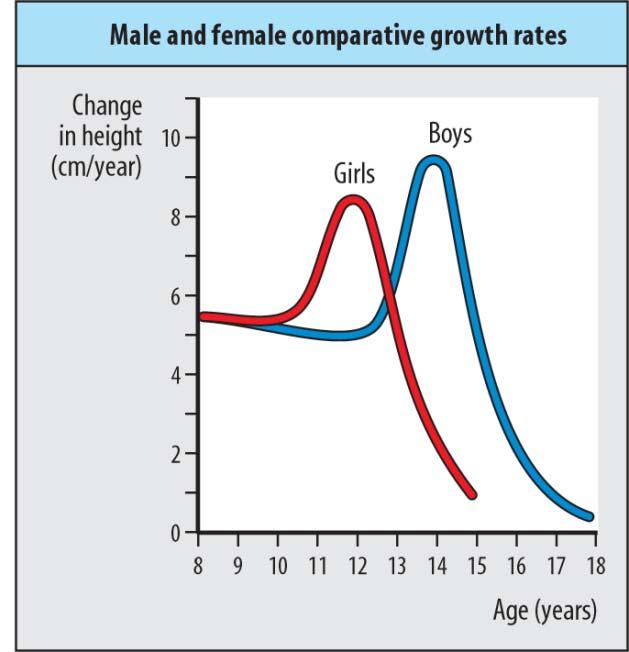 Adolescents Physical growth Puberty Peak height and weight velocity Maximal rate of growth Increases in strength (boys > girls)
