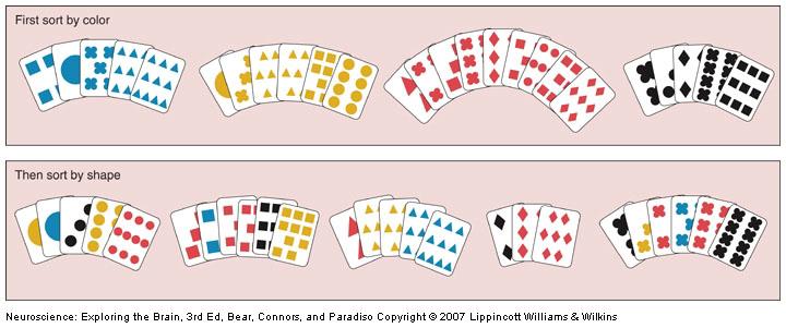 The Neocortex and Working Memory The Prefrontal Cortex and Working Memory III Humans with prefontal cortex (PFC) damage very slowly discover a newly changed card sorting rule Figure 24.