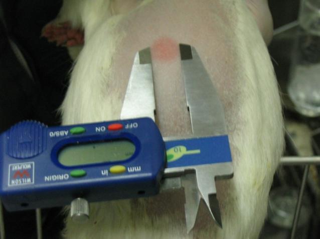 0 10 20 30 % of guinea pigs Distribution of Reaction Size in Test 2 100 80 60 40 20 AIR Pilot Study: 362 GPs exposed to 26 MDR- patients over 4 months GP TST 6 mm Ref: Dharmadhikari AS, Basaraba RJ,