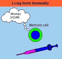 Active Immunity Naturally