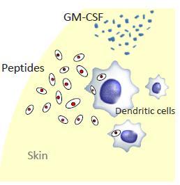 the skin with GM-CSF adjuvant APCs pick up the TG RAS antigens o o APCs migrate to lymph