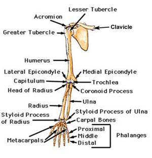 typical cervical vertebra - typical
