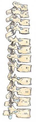 Skull & Cervical Spine External occipital
