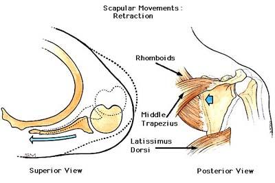 Retraction of the Scapula (As if