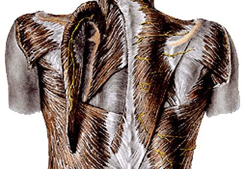 33 Thoracolumbar Fascia Attaches to spinous and transverse processes forming a compartment around deep back muscles