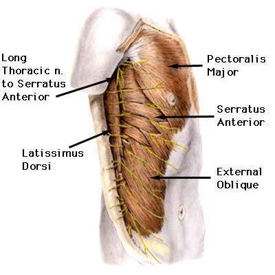 to the rhomboids) A: Elevate medial border & downwardly rotate scapula O: ribs.
