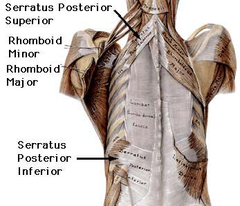 Inferior O: Vertebral spines I: Ribs A: Weak Respiratory N: Intercostal nerves: