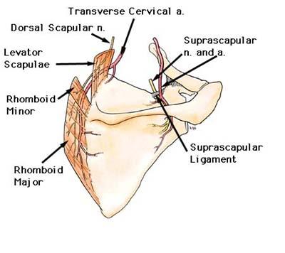 Deep Branches of the Transverse Cervical artery Artery of Interest: Transverse