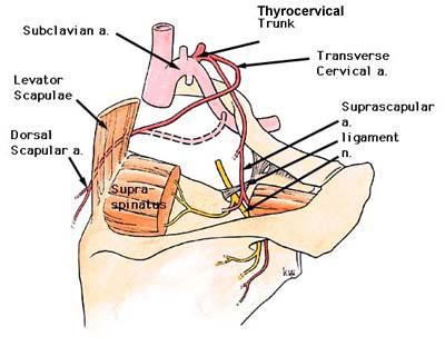 lies deep to Trapezius with Accessory nerve Deep branch runs deep to levator and
