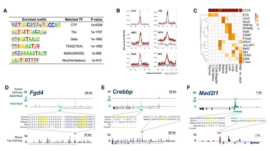 Figure S3. Yap/Tead regulatory elements are enriched in fetal heart DHS and Yap binding peaks. (A) Matched motifs in human fetal heart DHS-Seq peaks (N=11 biological replicates).