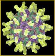 Over 100 rhinoviruses have been identified, which is one