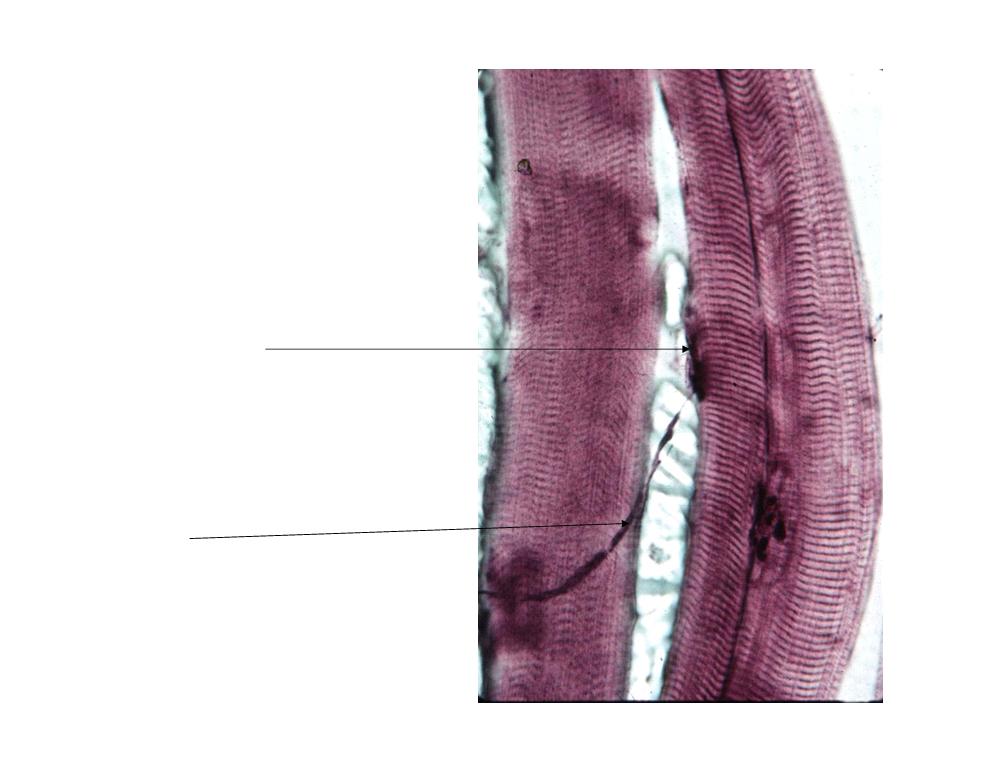 NEUROMUSCULAR JUNCTION MUSCLE CELL MOTOR END PLATE