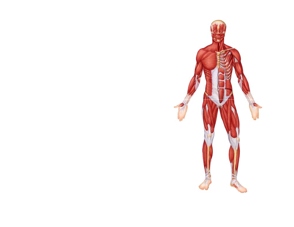 THE MUSCULAR SYSTEM: MUSCLES OF