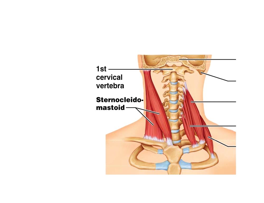 STERNOCLEIDOMASTOID - ANTERIOR NECK MUSCLE, 2 HEADS: CLAVICULAR & STERNAL ATTACHES PECTORAL GIRDLE TO AXIAL