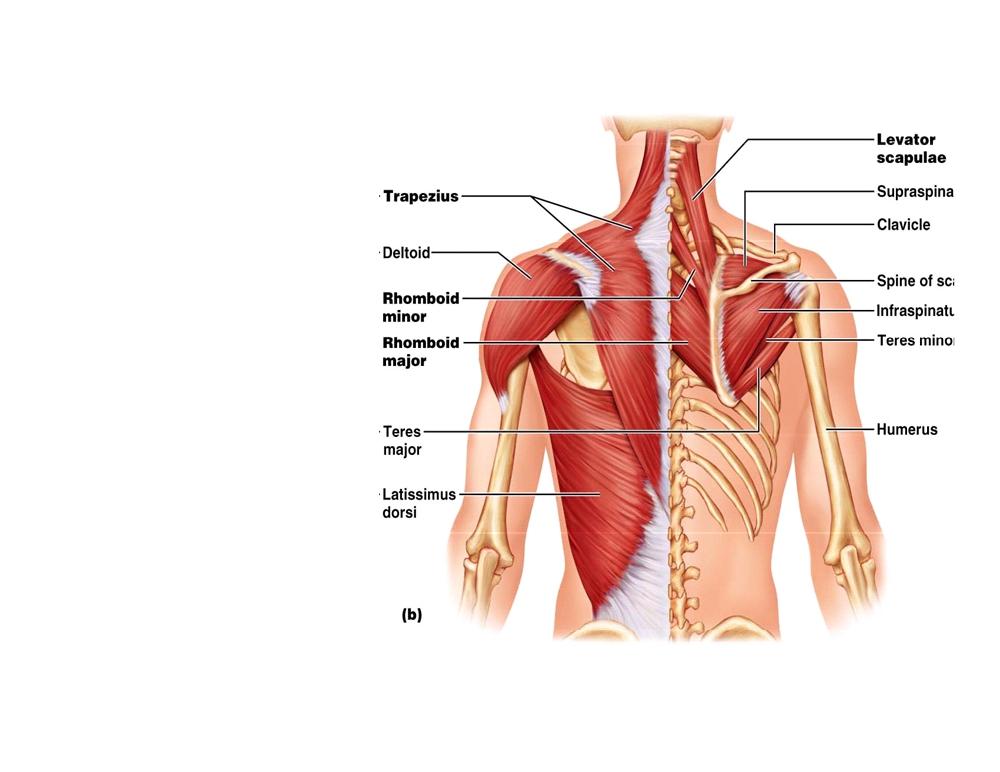 TRAPEZIUS - ATTACHES PECTORAL GIRDLE TO TRUNK TRAPEZOID SHAPE FIBERS DIVIDED INTO