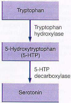 Synthesis of NTs 5 Enzymes modify basic chemicals Synthesis of Catecholamines 6 Phenylalanine (dietary nutrient) PKU Phenylketonuria genetic deficit of enzyme to